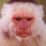 Profile picture for Mr. Dingle L. Berry