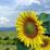 Profile picture for sunnyview