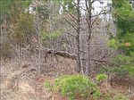 Gray Springs Rd, Goodman, MS