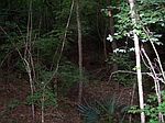 Cedar Springs Rd, Blakely, GA