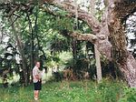 Hudson St, Inglis, FL