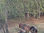 23009 Vicki Ln, Florala, AL